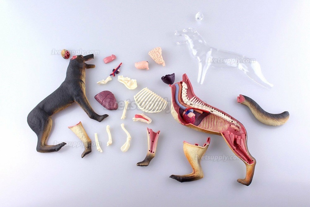 Dog Standing Puzzle Animal Anatomy Model Dog Dissection Model Figure